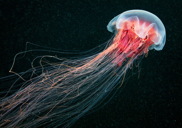 4-longtail 4 longtail 30 photographs that will blow your mind