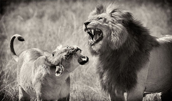 Family squabbles Family squabbles 40 Beautiful Examples of Black & White Photography