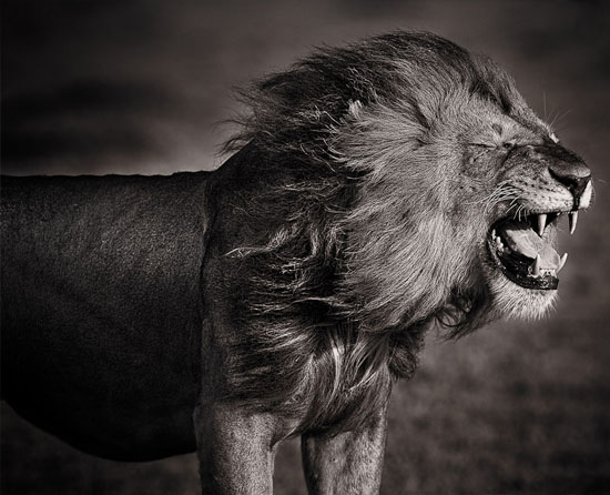 Male Lion Male Lion 40 Beautiful Examples of Black & White Photography