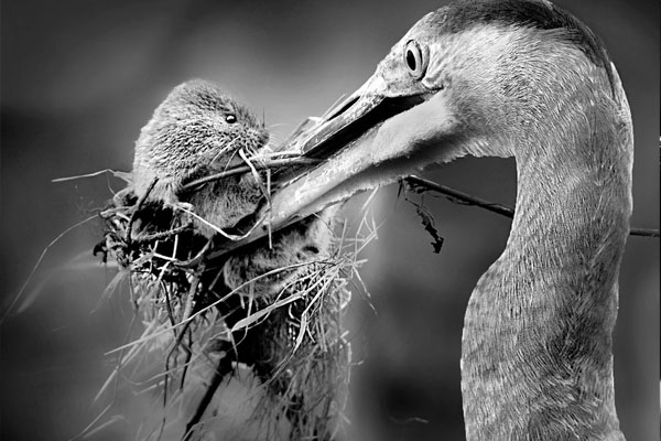 Staring Death in the Face Staring Death in the Face 40 Beautiful Examples of Black & White Photography