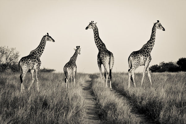 Traffic Traffic 40 Beautiful Examples of Black & White Photography