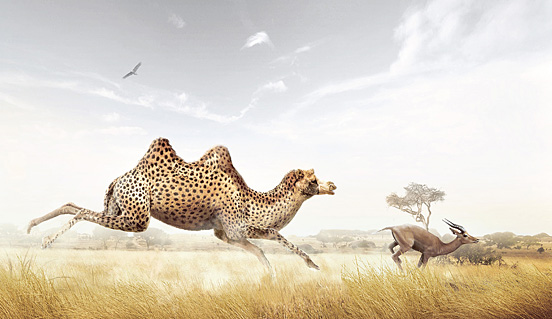 Camel l1 45 Visionary Examples of Creative Photography #5 