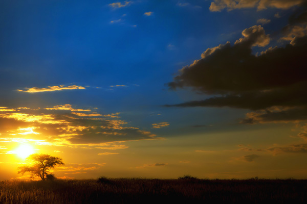 Lonely Camel Thorn Lonely Camel Thorn 30 Beautiful Examples of Sunrise Photography