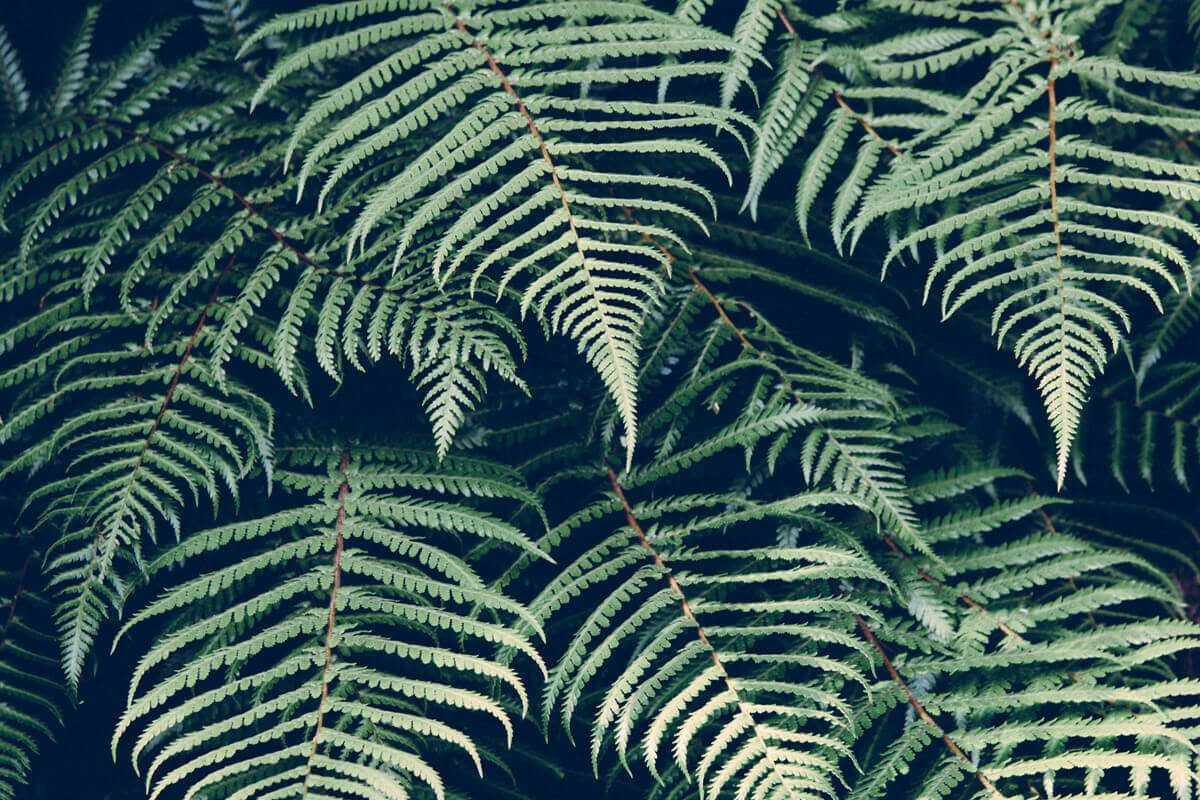 Fern Leaf