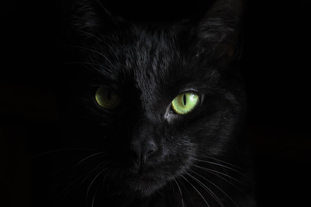 Black Cat