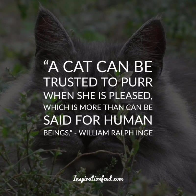 Cat Quotes