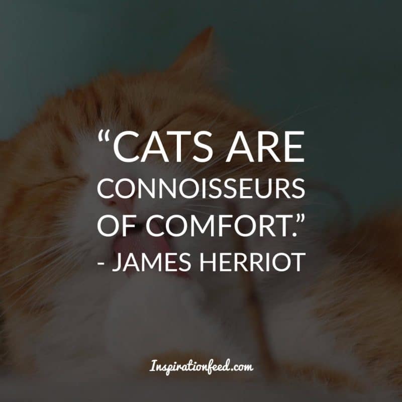 Cat Quotes