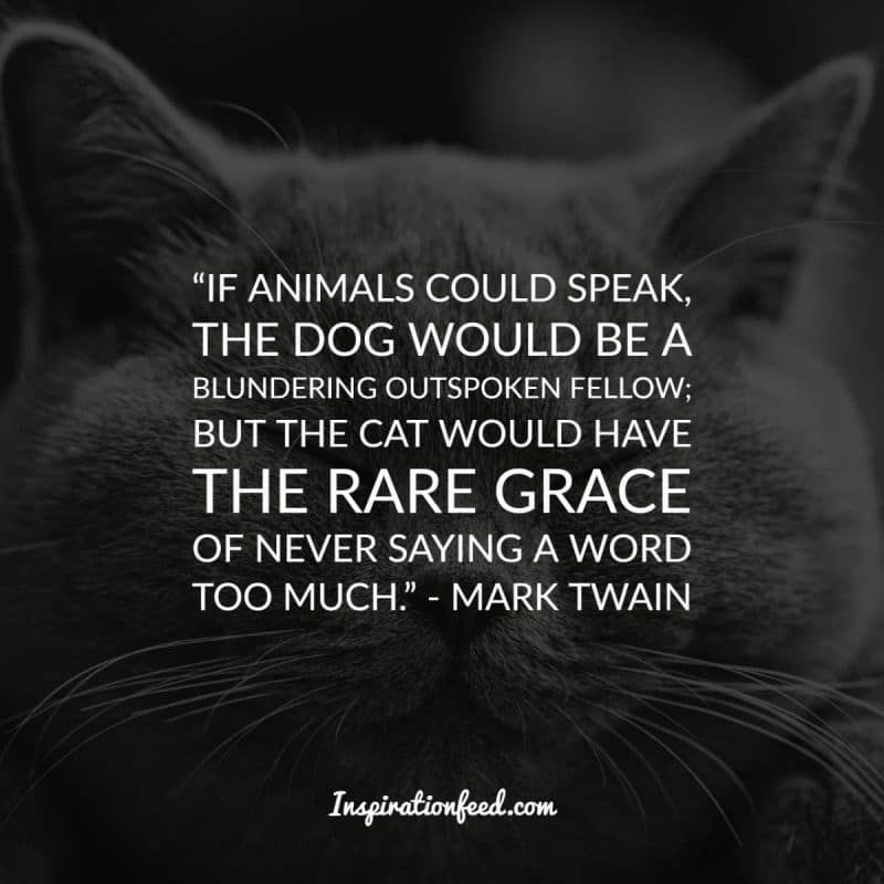 Cat Quotes