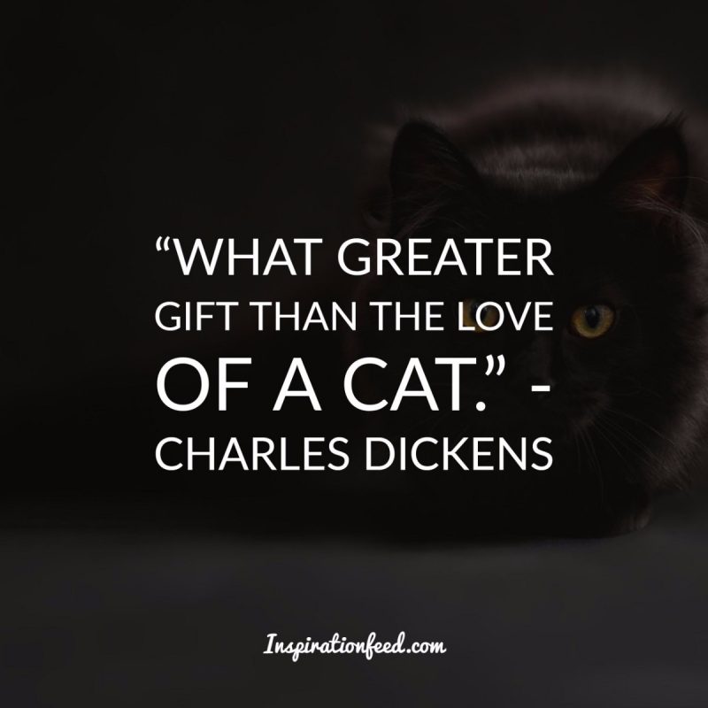 Cat Quotes