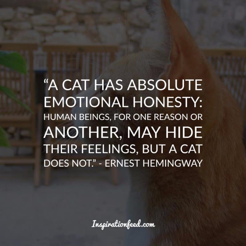 Cat Quotes