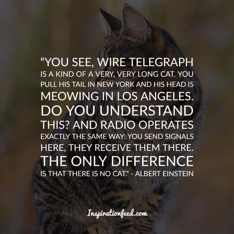 Cat Quotes