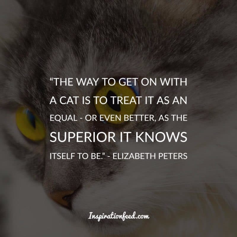 Cat Quotes