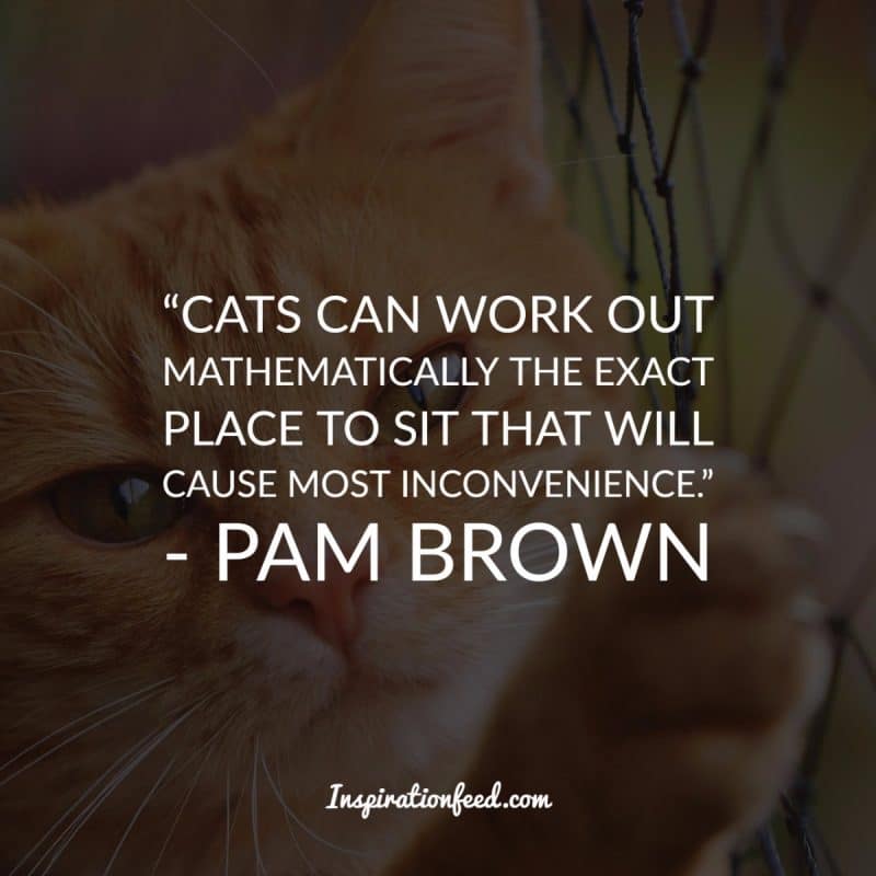 Cat Quotes