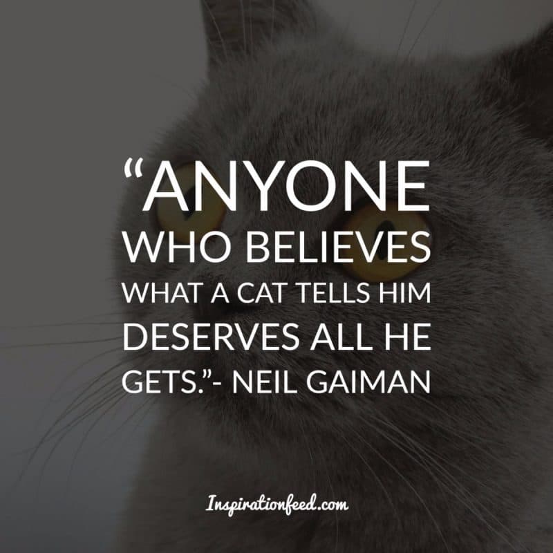 Cat Quotes