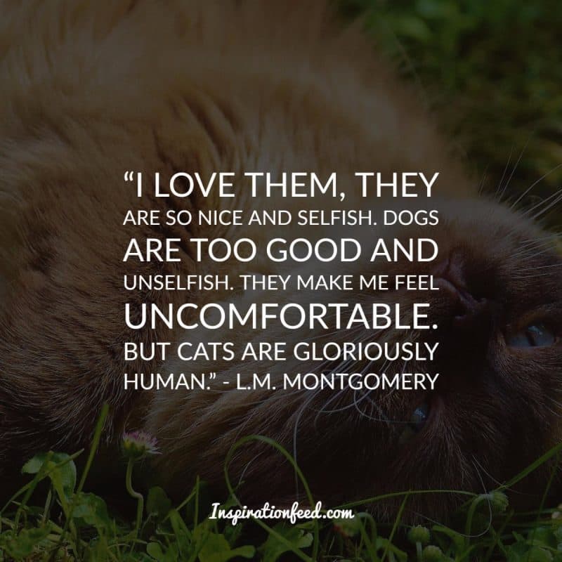 Cat Quotes