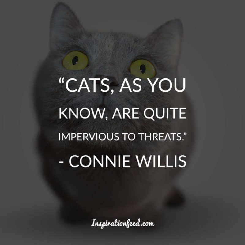 Cat Quotes