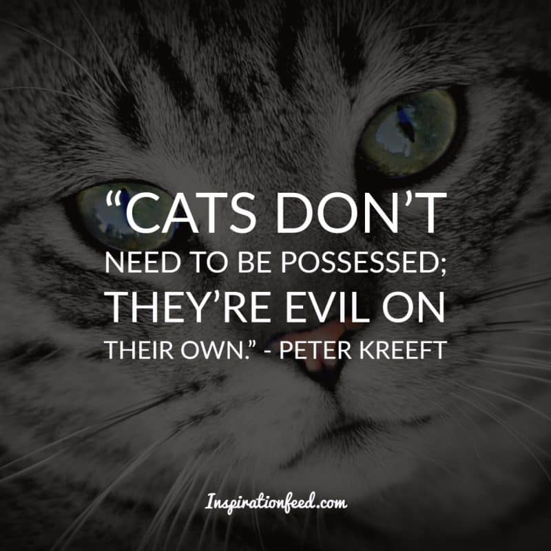 Cat Quotes