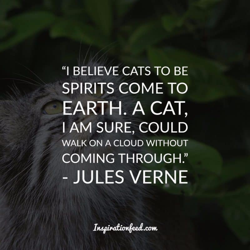 Cat Quotes