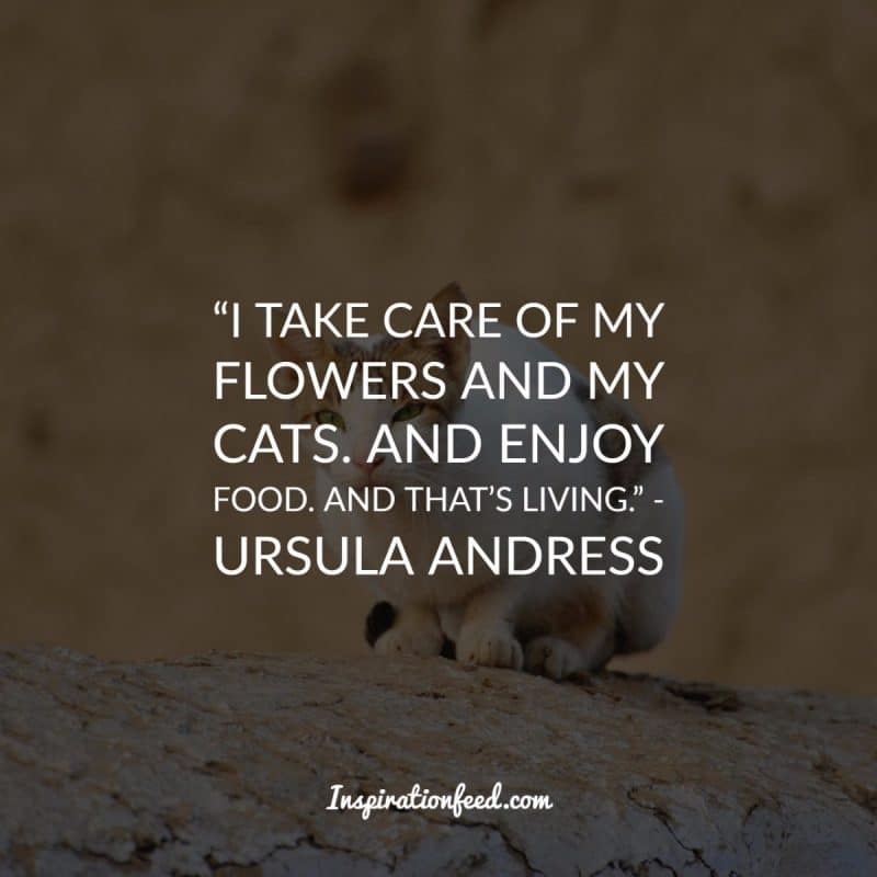 Cat Quotes