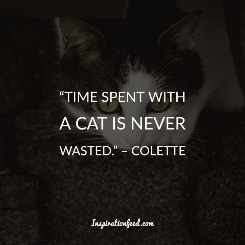 Cat Quotes