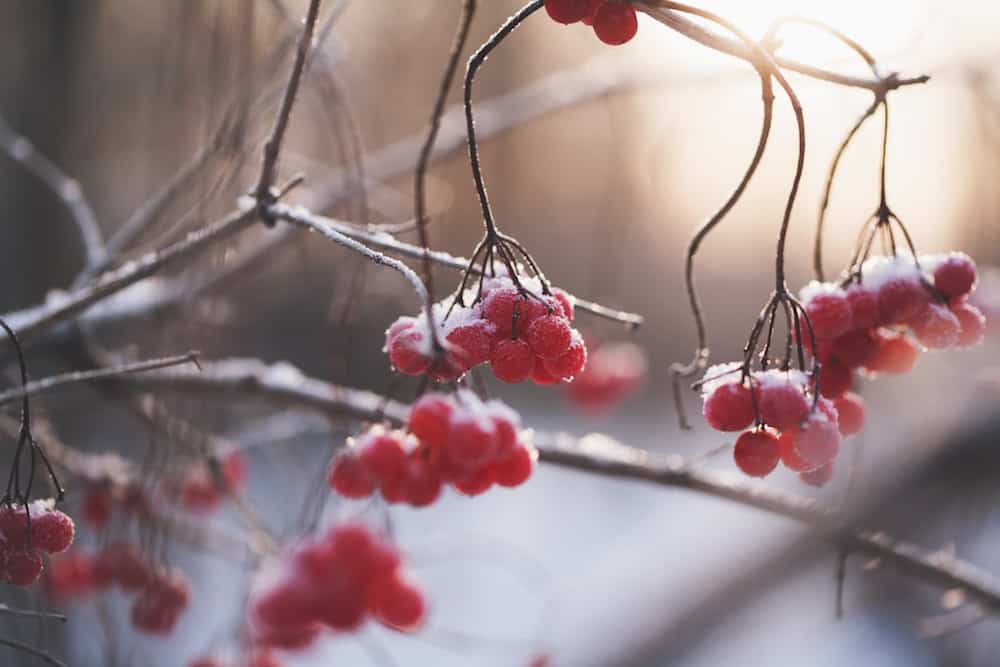 Red Frosty Berries