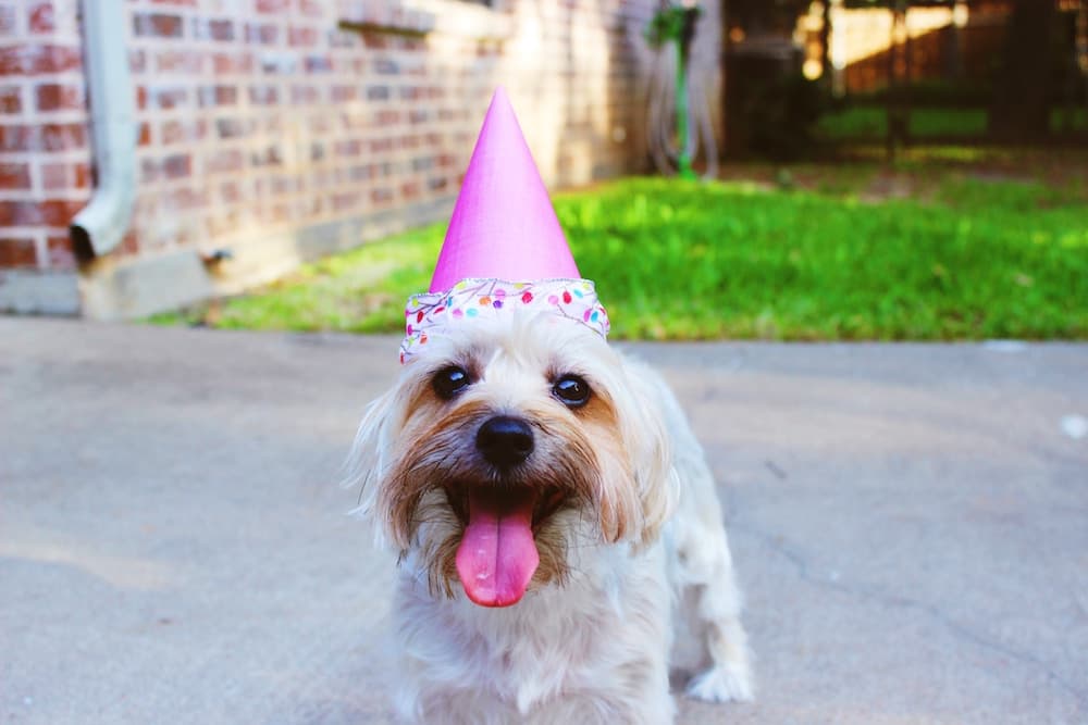Cure dog wearing a cone shaped birthday hat