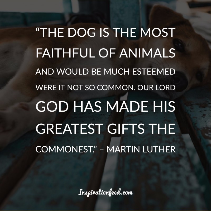 Dog Quotes and Sayings