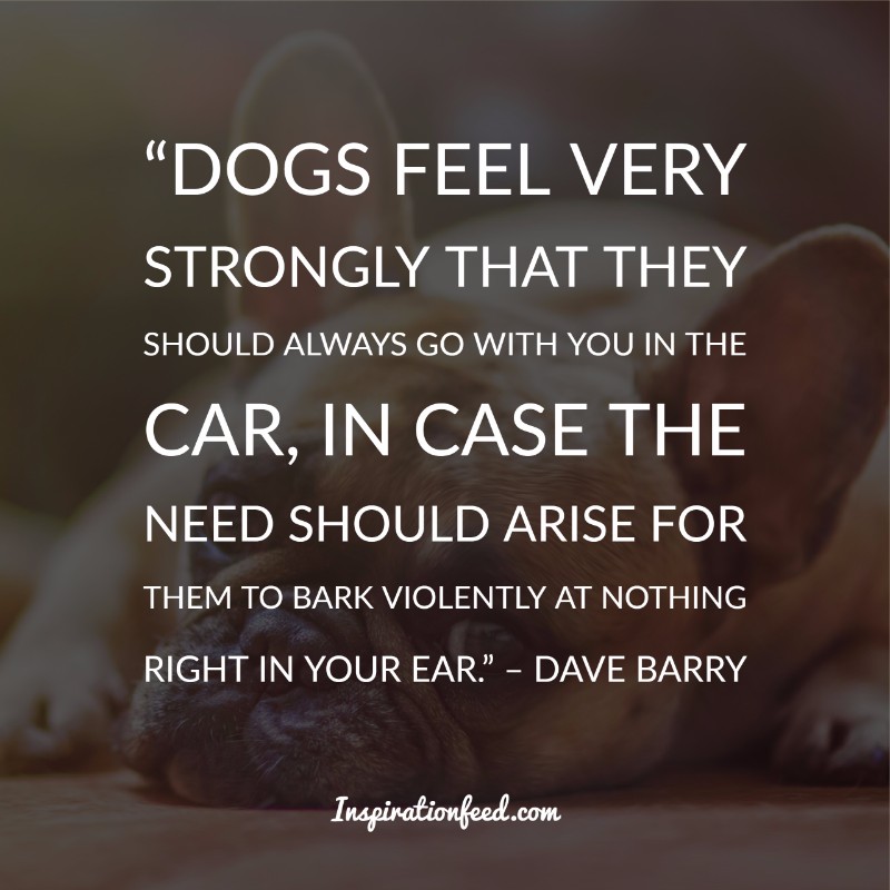 Dog Quotes and Sayings