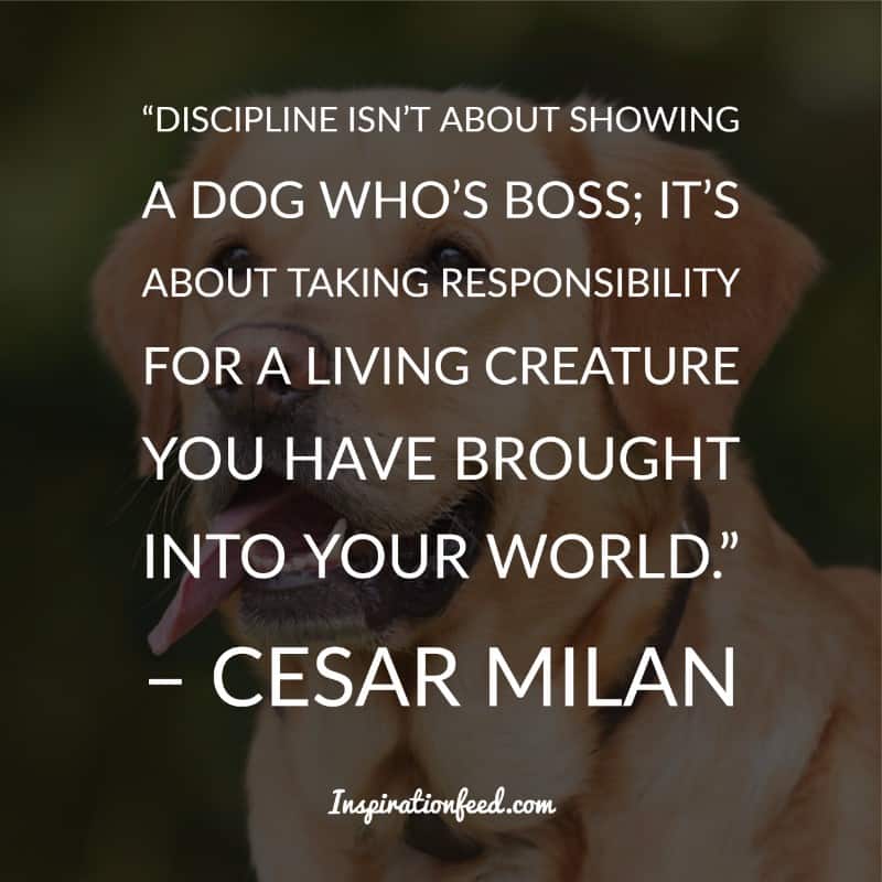 Dog Quotes and Sayings