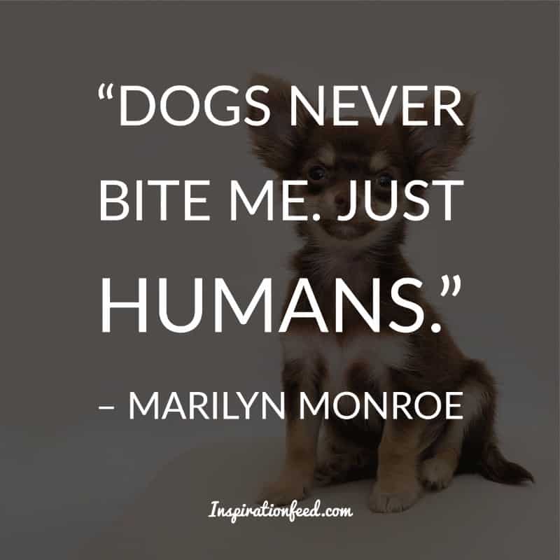 Dog Quotes and Sayings