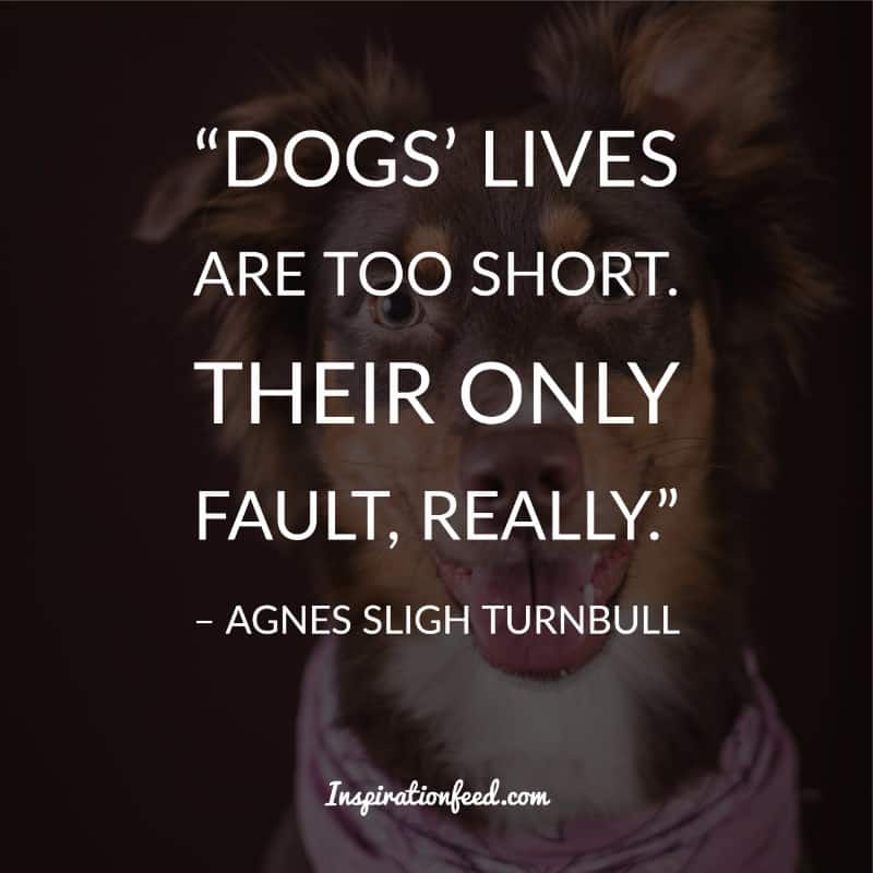 Dog Quotes and Sayings