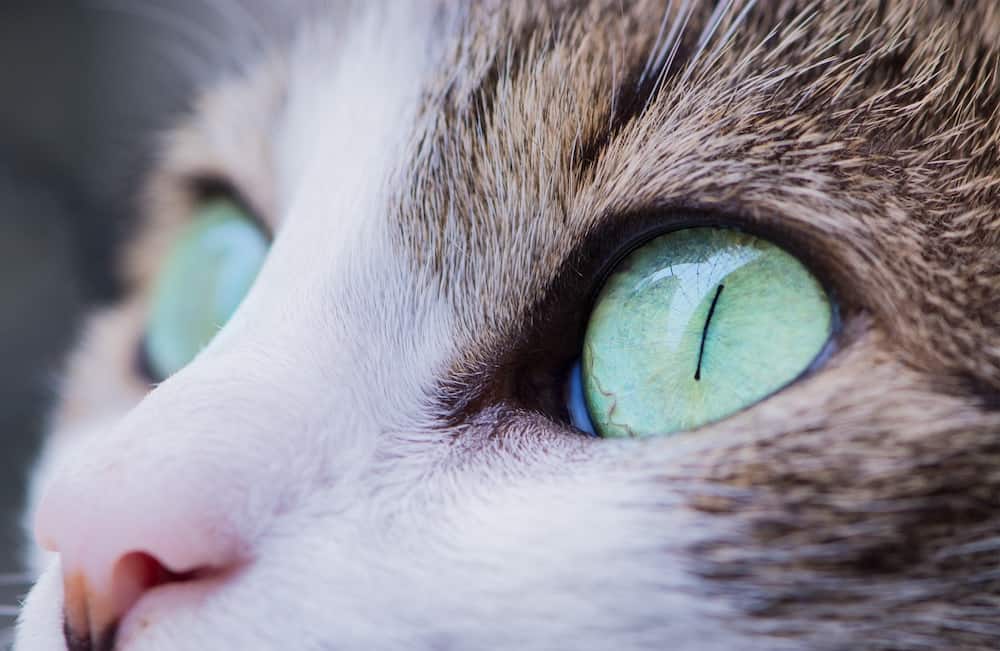 Green Cat Eyes Close up