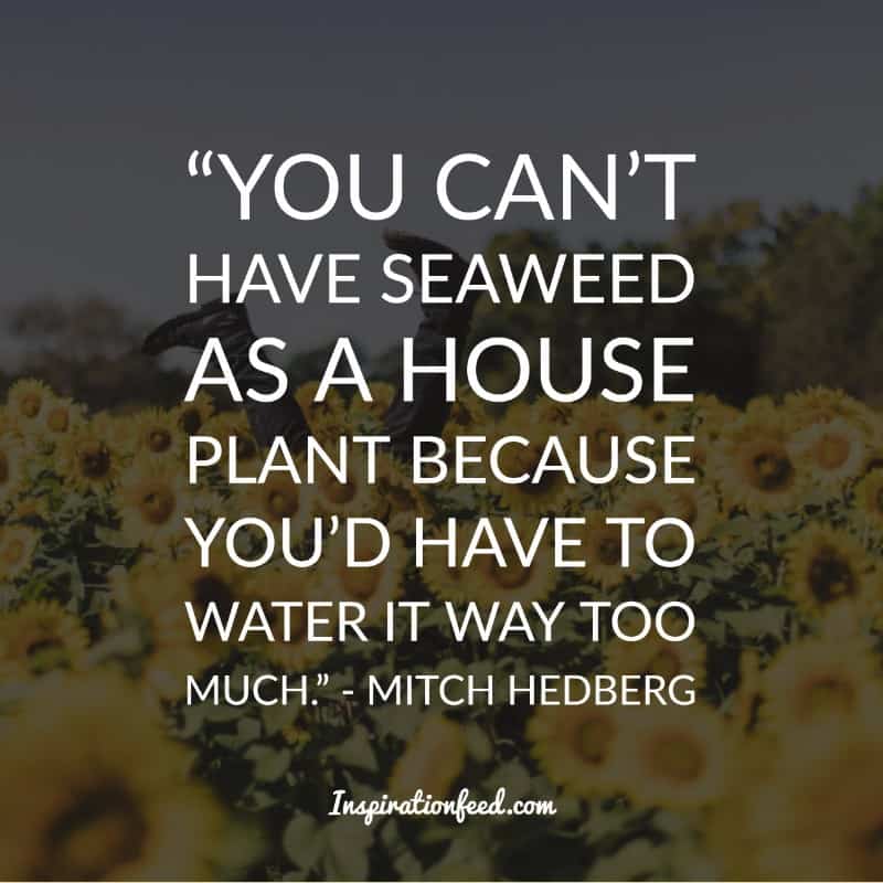 Mitch Hedberg Quotes