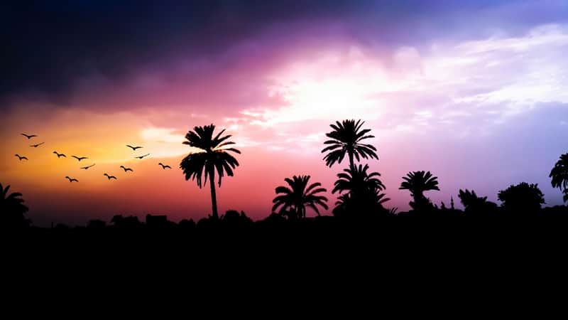 Palm tree sunset during monsoon season in Asia