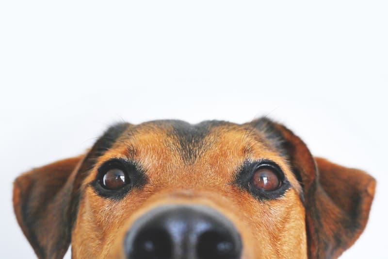 Adorable dog sniffing the camera close up