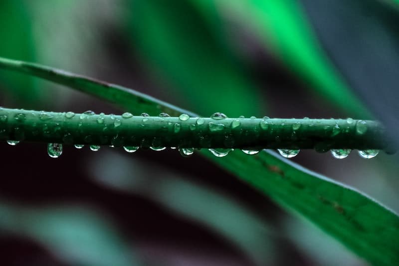 morning dew on plant leaves