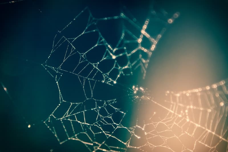 close-up-photography-of-spider-web