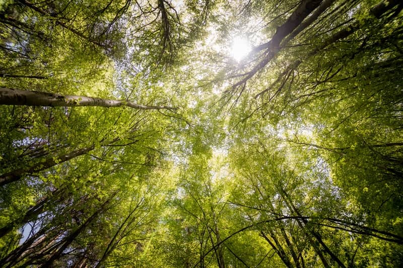 Beautiful trees growing in the forest during spring