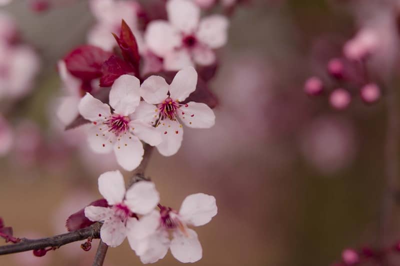 spring cherry blossoms