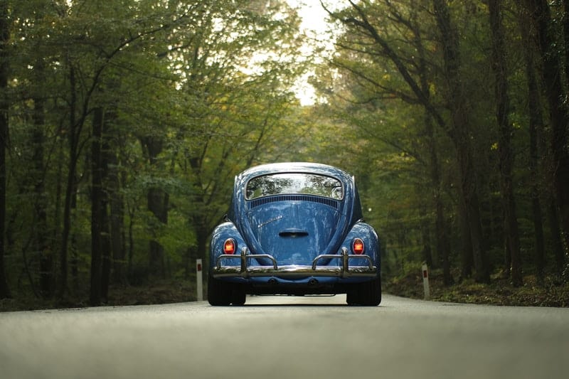 Blue wv beetle in the forest