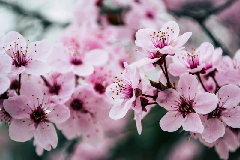 Beautiful Cherry Blossom