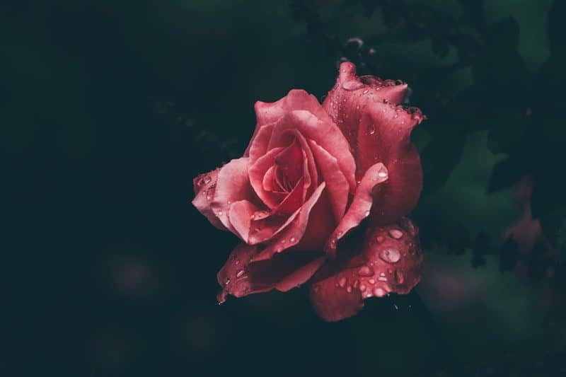 macro photography of red rose