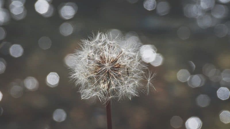 white dandelion flower