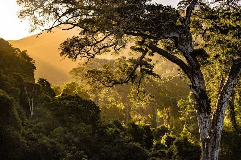 Early morning sunlight in the jungle