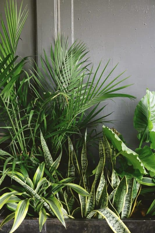 snake plant against a gray wall-min