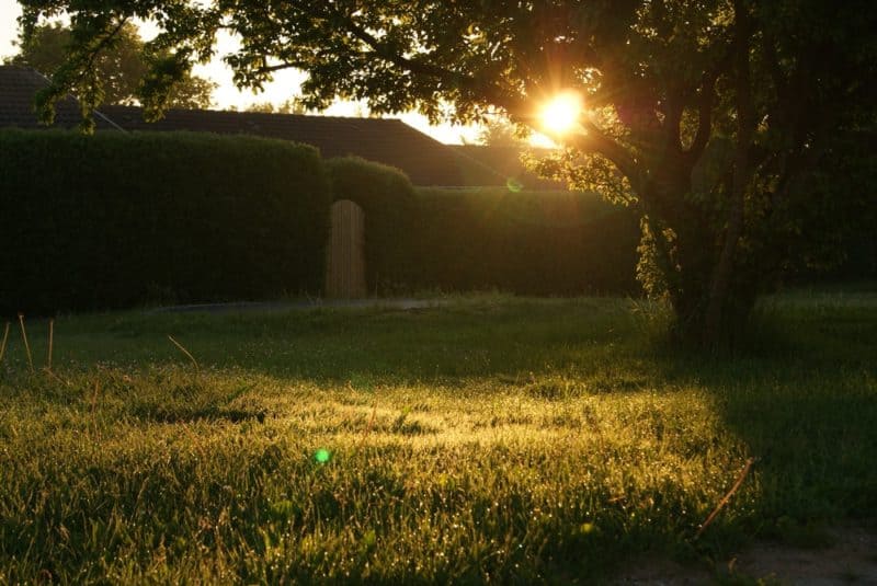 Backyard sunset