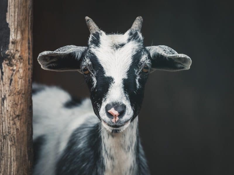 Black and white goat staring at you