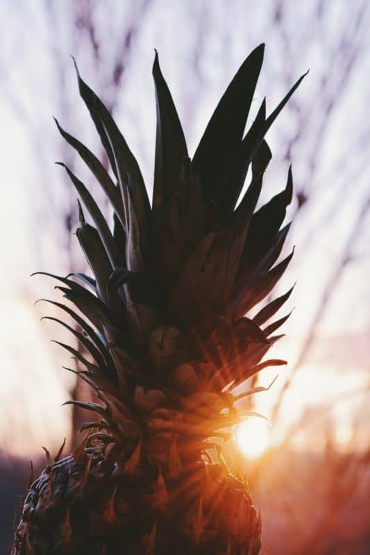 Pineapple Wallpapers