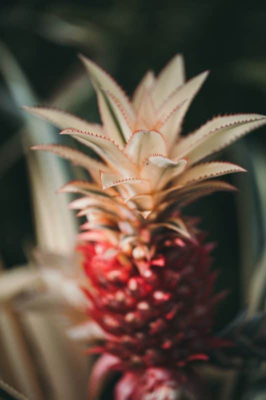 Pineapple Wallpapers