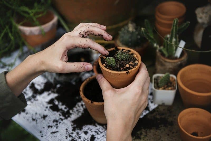 person holding agreen cactus